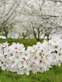 【広島、佐木島】千本桜🌸山いっぱいの美しさ