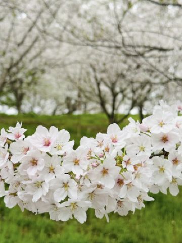 [ฮิโรชิม่า, ซากิชิม่า] เซ็นบอนซากุระ🌸ความงามของภูเขา