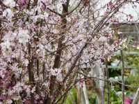 Springtime in Tokyo: Daikanyama TENOHA🌸