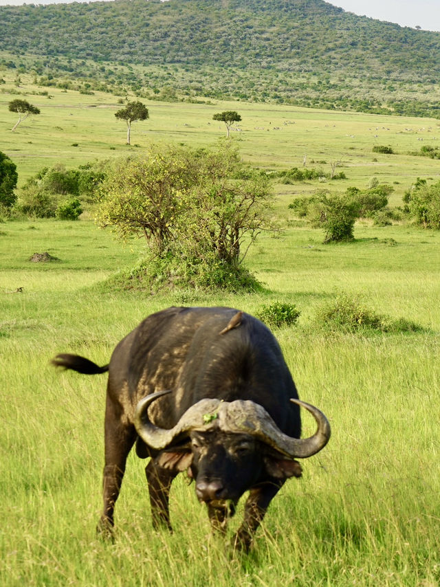 Game Drive in Masai Mara: A Perfect Spring Adventure