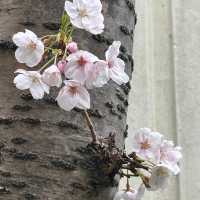 海云台Dalmaji路樱花