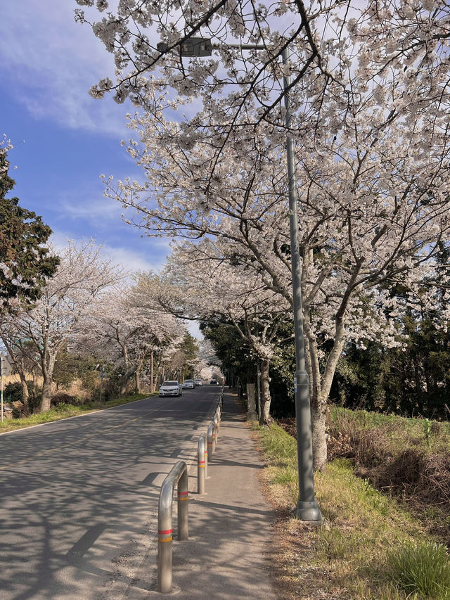 제주 숨겨진 벚꽃명소, 알려드릴게요🌸