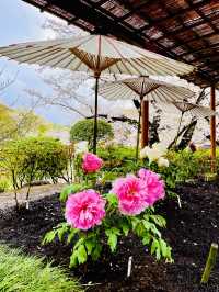 【神奈川県/鎌倉　豪華爛漫✨春ぼたんと桜が楽しめる美しい庭園】