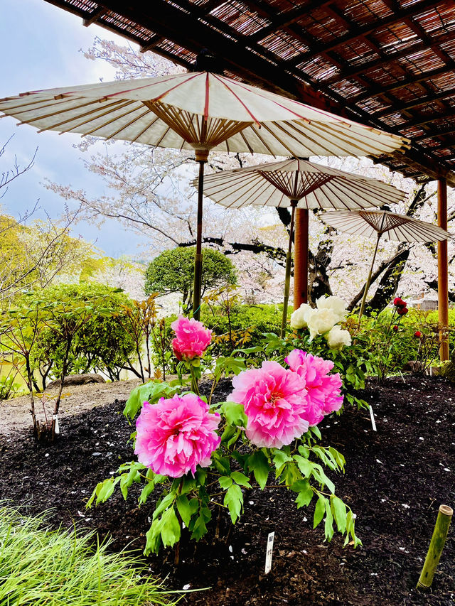 【神奈川県/鎌倉　豪華爛漫✨春ぼたんと桜が楽しめる美しい庭園】
