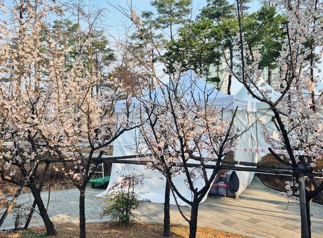 잠실 석촌호수 벚꽃축제🥰