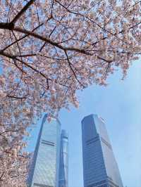 Lujiazui Cherry Blossoms  - Shanghai’s Skyline in Pink
