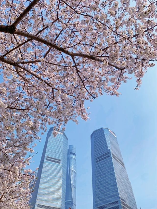 Lujiazui Cherry Blossoms  - Shanghai’s Skyline in Pink