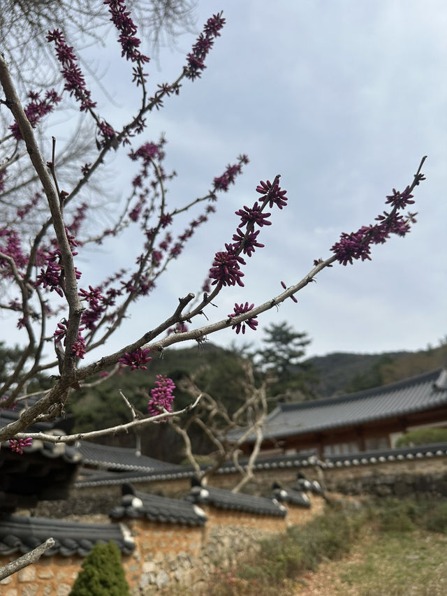 아름다운 자연풍경으로 둘러싸인 ‘밀양 금시당’