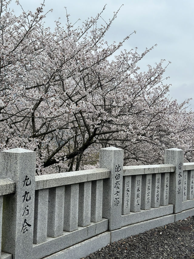 日本香川縣-賞櫻秘境「伊勢朝日山本宮」美到仙境