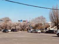 Yuseong's Sunny Spectacle: A Cherry Blossom Dreamscape in Full Glory