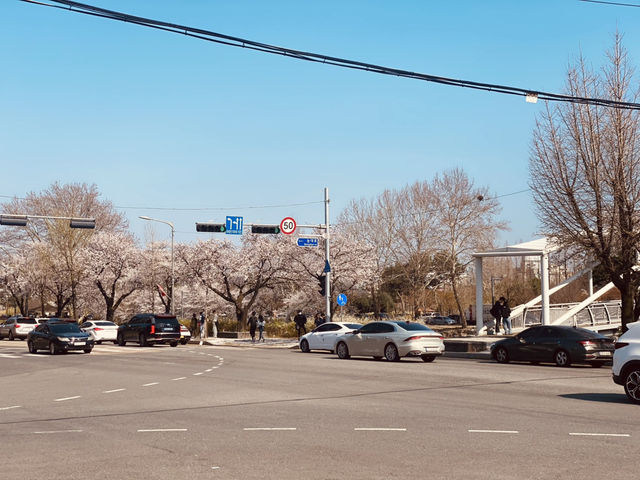Yuseong's Sunny Spectacle: A Cherry Blossom Dreamscape in Full Glory
