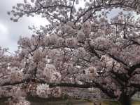 グリーンパーク山東：桜とキャンプで自然満喫！🌸⛺