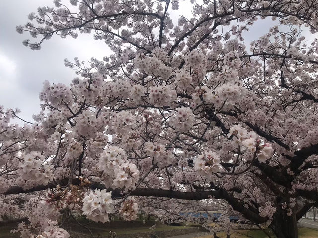 グリーンパーク山東：桜とキャンプで自然満喫！🌸⛺