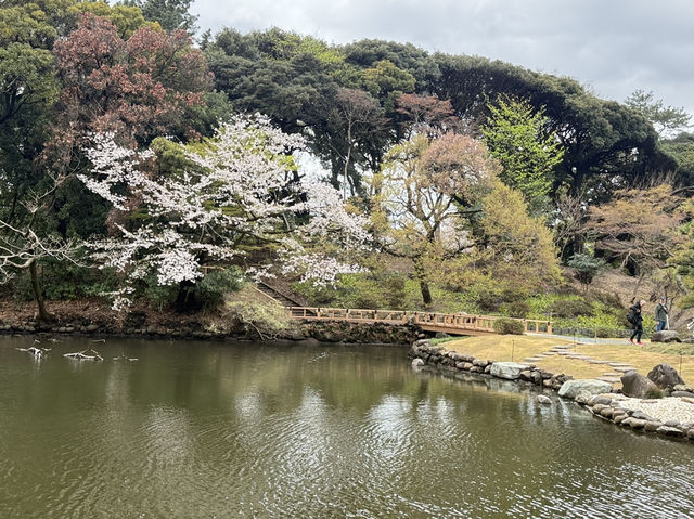 東京追櫻河口湖追富士山