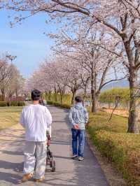순천 벚꽃 명소🌸
