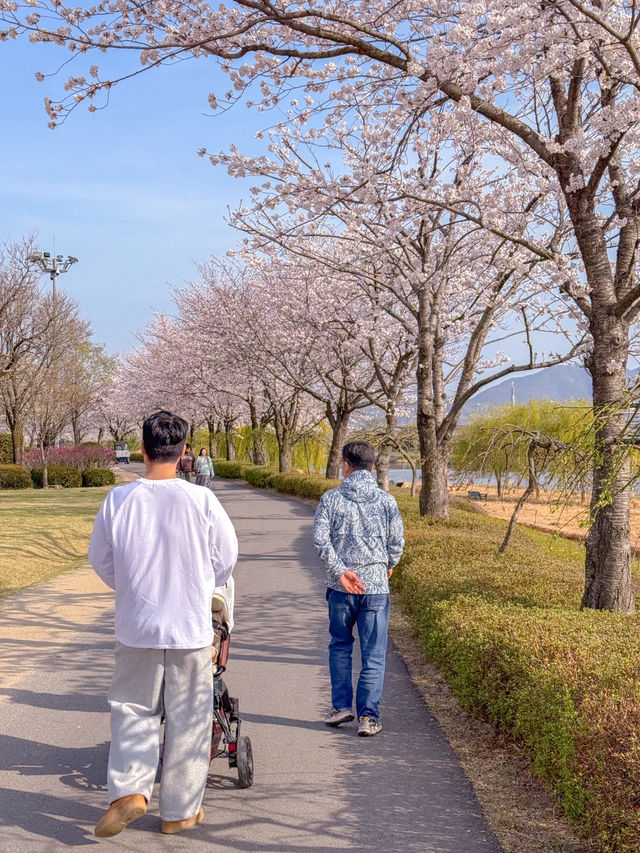 순천 벚꽃 명소🌸