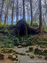 ไปดูดอกแมกโนเลียที่ Alishan 