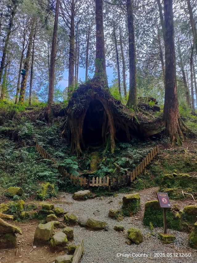 ไปดูดอกแมกโนเลียที่ Alishan 