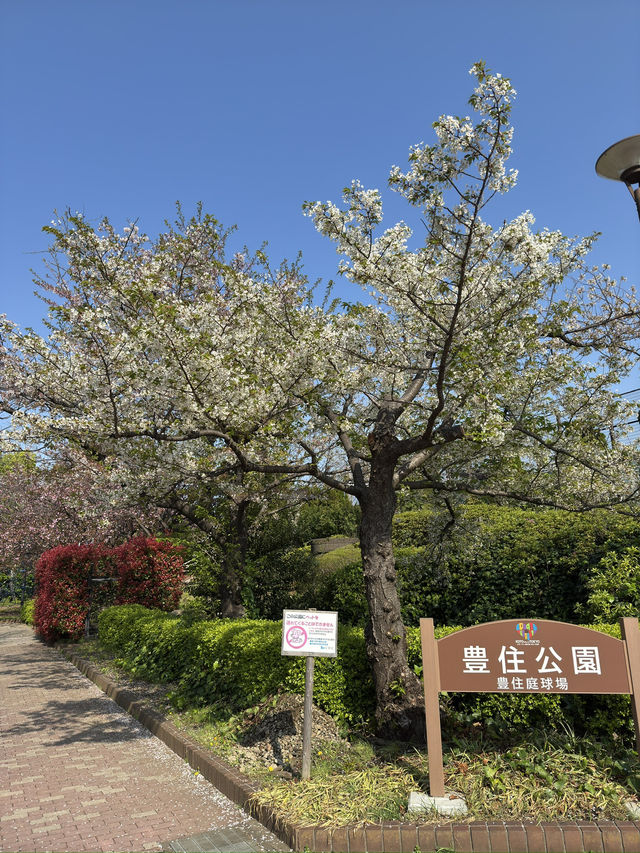 東京｜木場豐住公園一日遊 🌳
