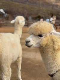 From Palaces to Alpacas: A Whirlwind Seoul Adventure