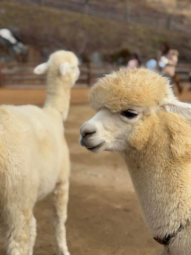 From Palaces to Alpacas: A Whirlwind Seoul Adventure