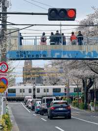東京小眾賞櫻🌸中野