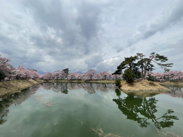 穴場櫻花景點 完全唔迫人
