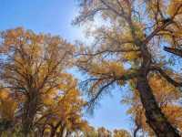 Beneath the Birch: Discovering Altay’s Golden Season