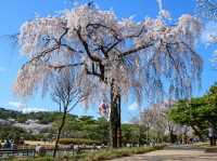 顕忠院のしだれ桜が見せる静かな春の美🌸