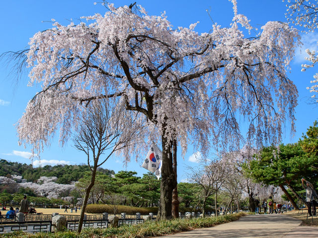 顕忠院のしだれ桜が見せる静かな春の美🌸