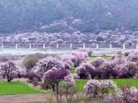 Cherry Blossoms of Nyingchi: A Spring Escape