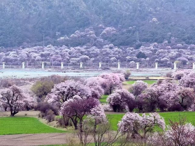 Cherry Blossoms of Nyingchi: A Spring Escape