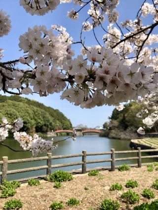 Spring Bliss at Kikaku Park🌸