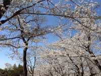 名古屋-平和公園，一萬步路線的賞櫻名所