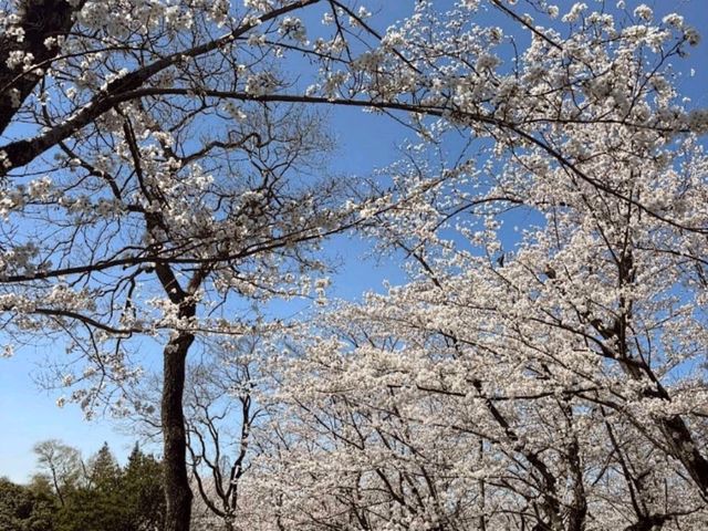 名古屋-平和公園，一萬步路線的賞櫻名所