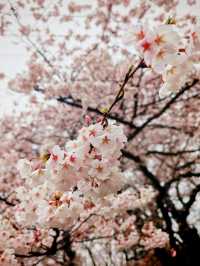 หนึ่งในจุดชมซากุระสุดสวยในยามากาตะ 