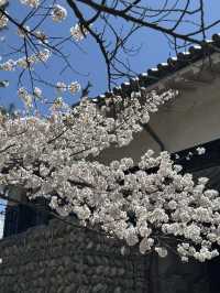Fleeting beauty of Sakura with Matsumoto Castle
