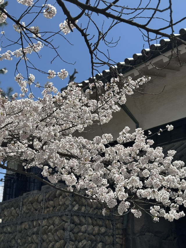 Fleeting beauty of Sakura with Matsumoto Castle