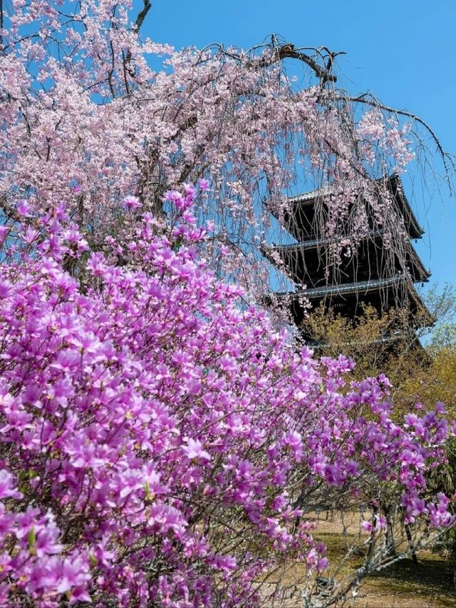 Ninna-ji Temple Cherry Blossoms | The Elegant Harmony of Late-Blooming "Omuro Sakura"
