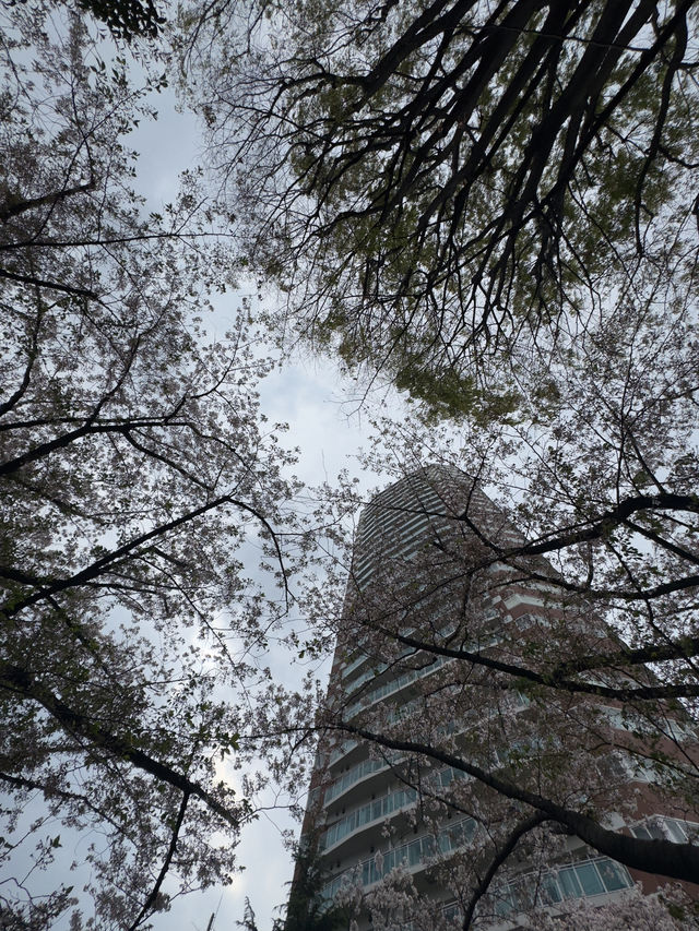 東京｜神田川櫻並木的春日盛宴