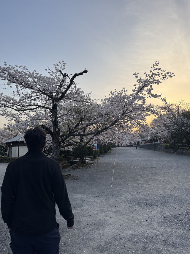 시즈오카 센겐 대사에서 벚꽃과 후지산, 꿈같은 순간