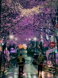 【東京】美しい桜とその歴史