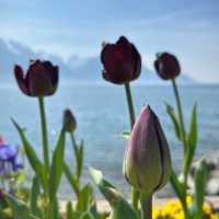Cherry Blossoms by Lake Geneva: A Stunning Spring Spectacle