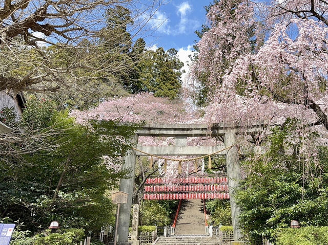 🇯🇵 仙台的歷史和賞櫻之旅