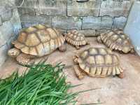 Bucolic Khaoyai ！泰國🇹🇭 迷你動物園 