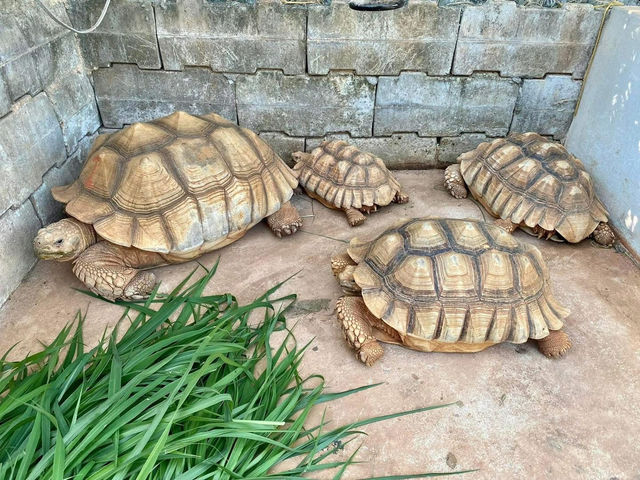 Bucolic Khaoyai ！泰國🇹🇭 迷你動物園 
