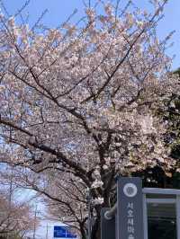 Under the Cherry Blossoms, Everyone Looks Beautiful 🌸✨