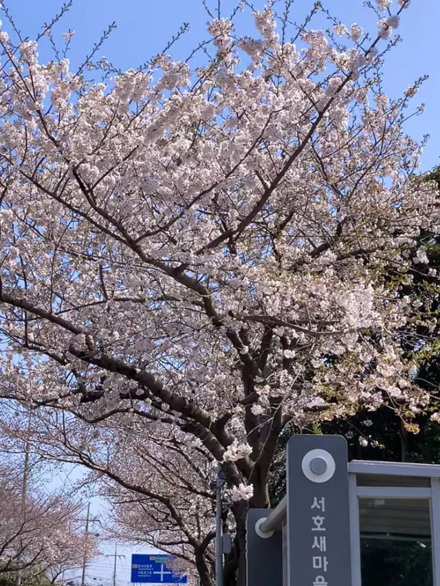 Under the Cherry Blossoms, Everyone Looks Beautiful 🌸✨