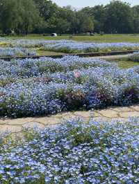 【季節の花を愛でる旅】フラワーパーク