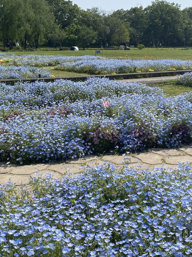 【季節の花を愛でる旅】フラワーパーク